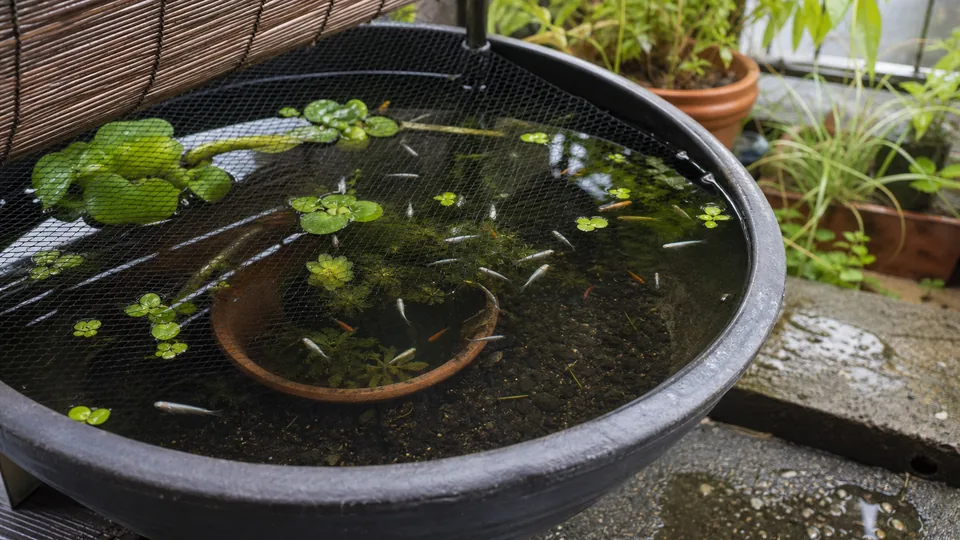 日よけと細かな網で守られた屋外のメダカ容器