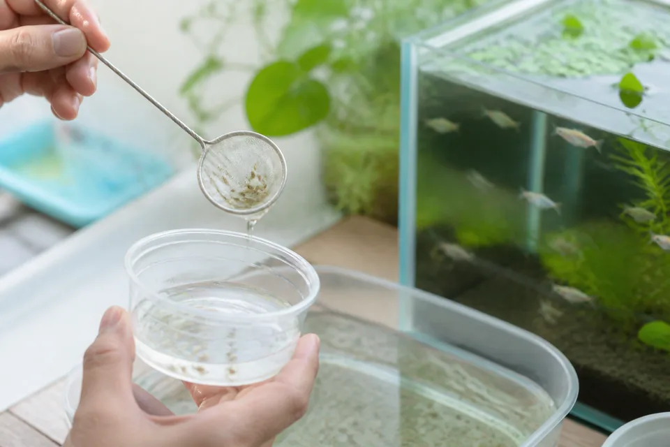 細かな網で培養容器から少量の生餌を取り分け、透明な観察カップへ移している様子