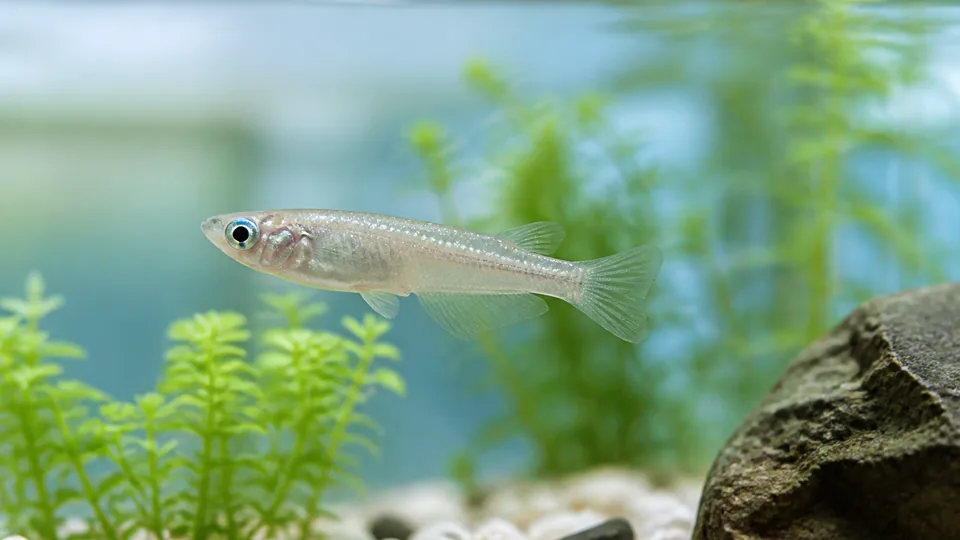 水草のそばを泳ぐメダカの体表を観察する白点病ガイドのイメージ
