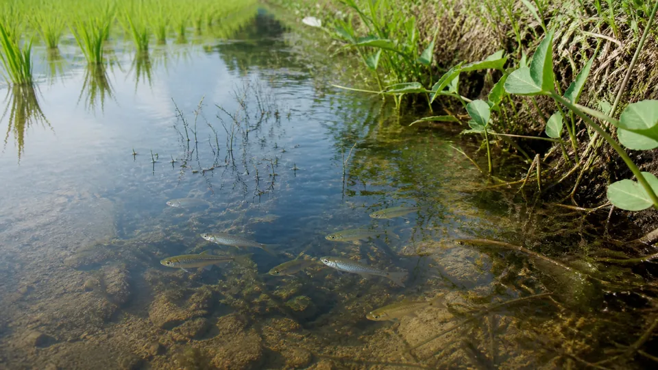 田んぼ脇の浅い水路で野生メダカが水草の近くを泳いでいる様子
